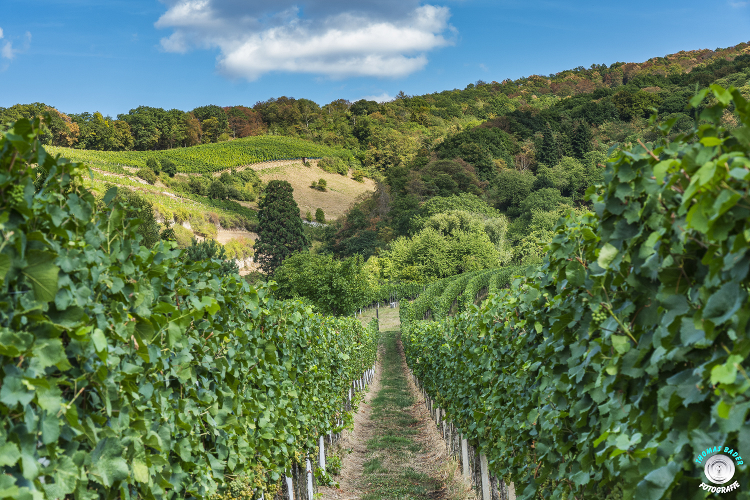 Wein-Berge...