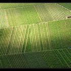 Wein-Berge-Licht-Blick II