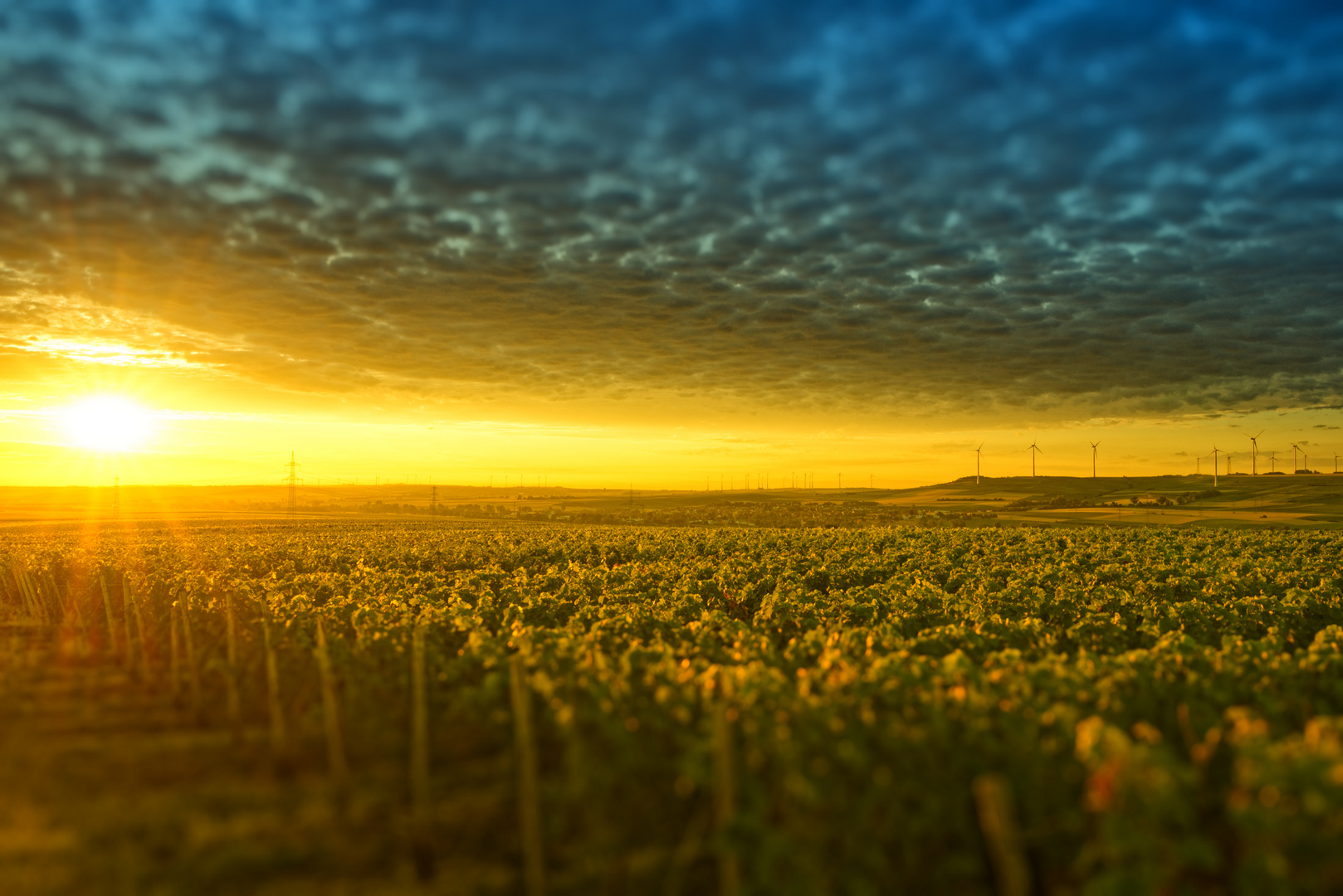 Wein bis zum Horizont