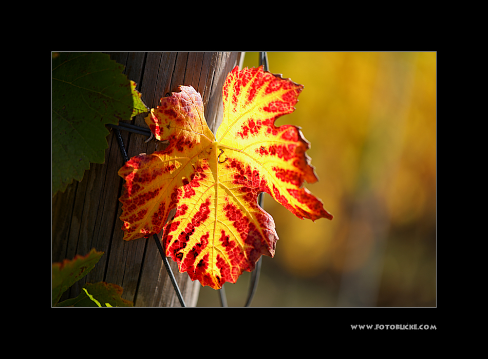 Wein Blatt #1