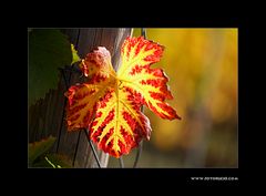 Wein Blatt #1