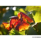 Wein Blatt #2