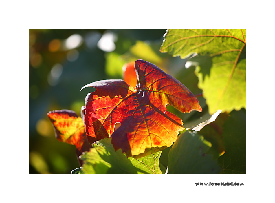 Wein Blatt #2