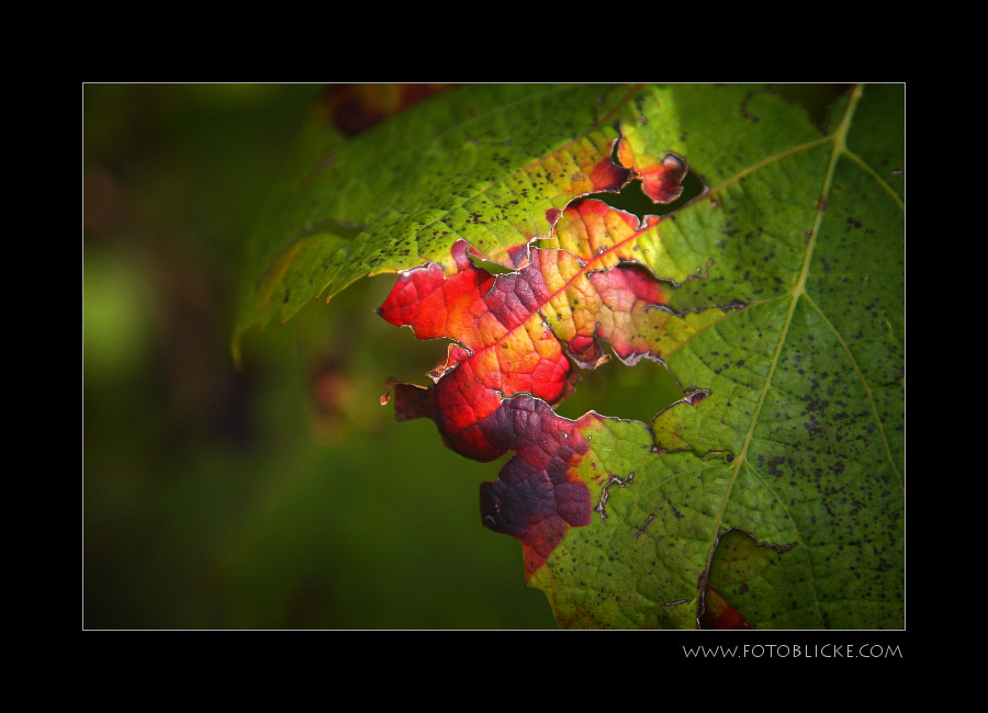 Wein Blatt Bunt