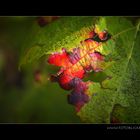 Wein Blatt Bunt