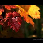 Wein Blatt Rot