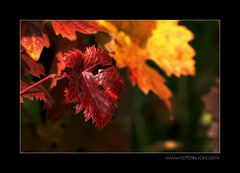 Wein Blatt Rot