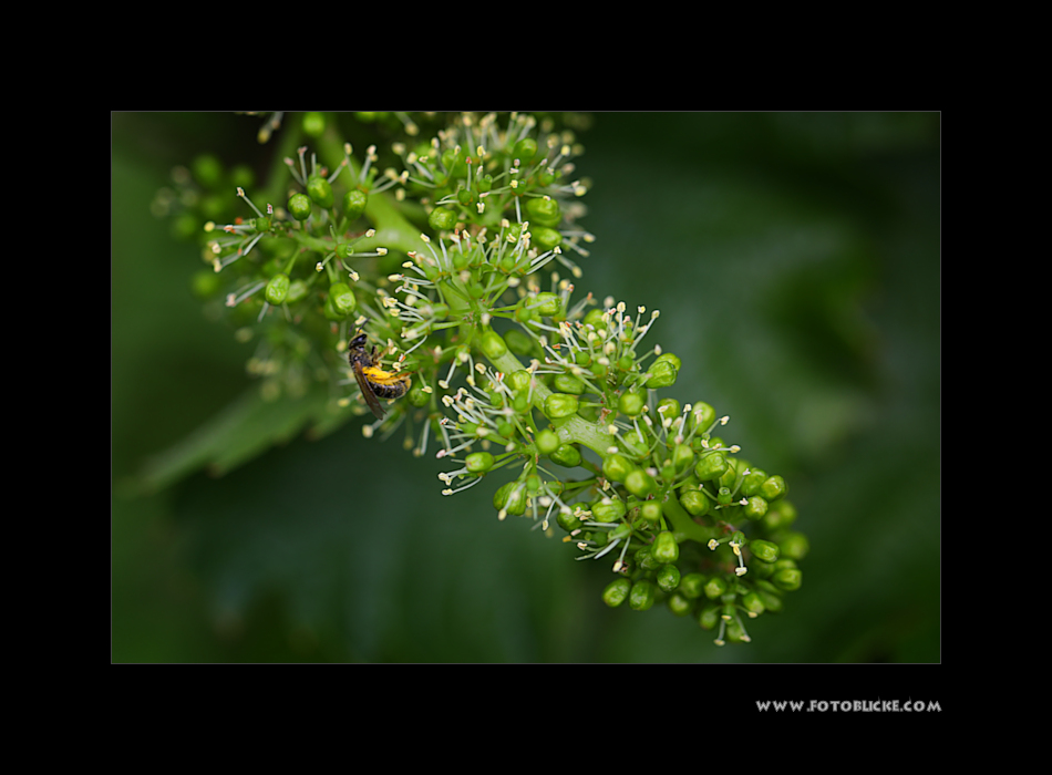 Wein Blüte #1