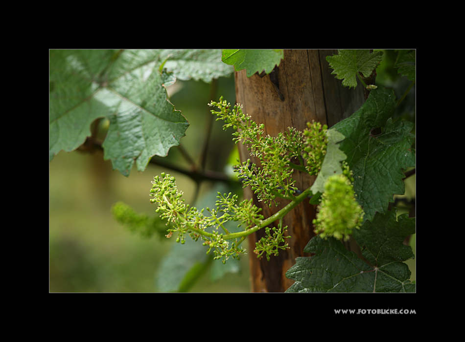Wein Blüte 2 Foto & Bild world, outdoor, grün Bilder auf
