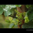 Wein Blüte #2