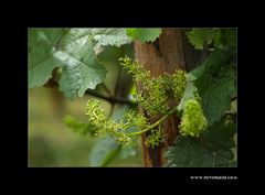 Wein Blüte #2