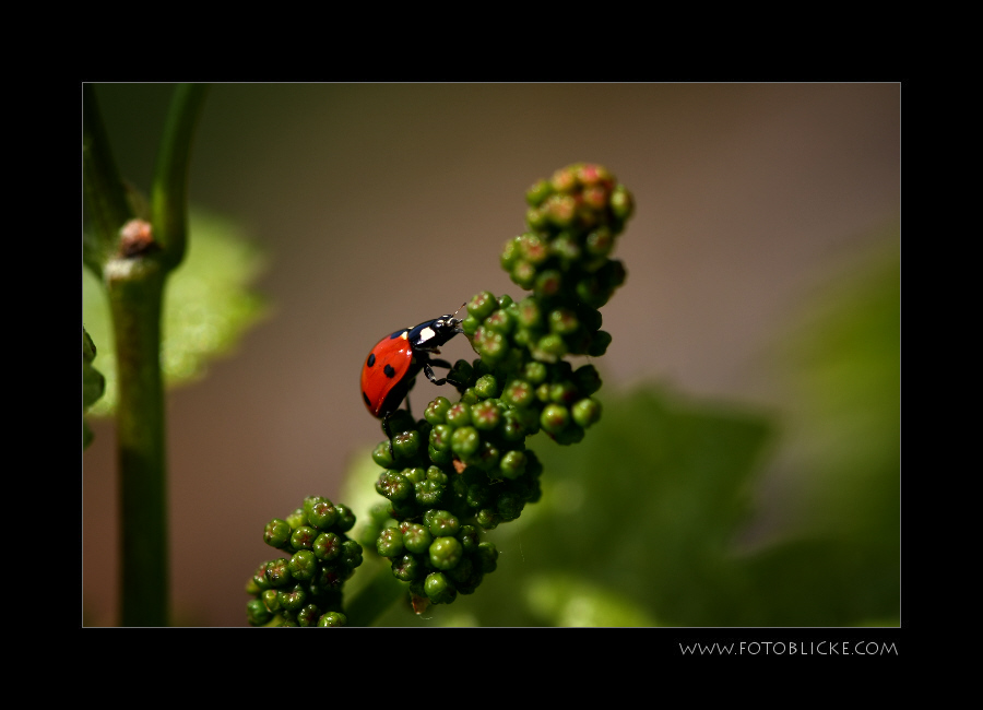 Wein Blüte