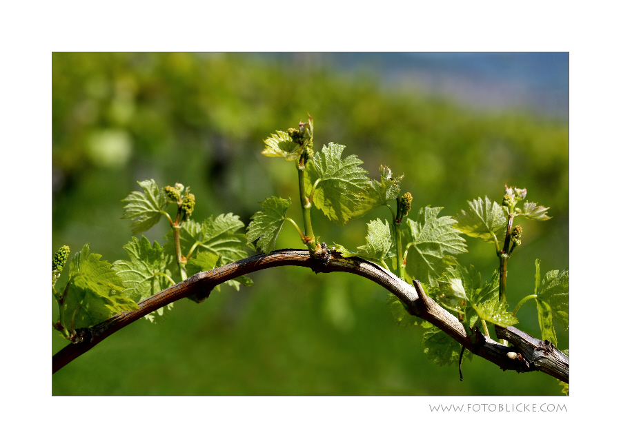 Wein Bogen