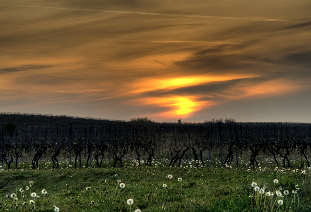 Wein BRAUCHT Sonne