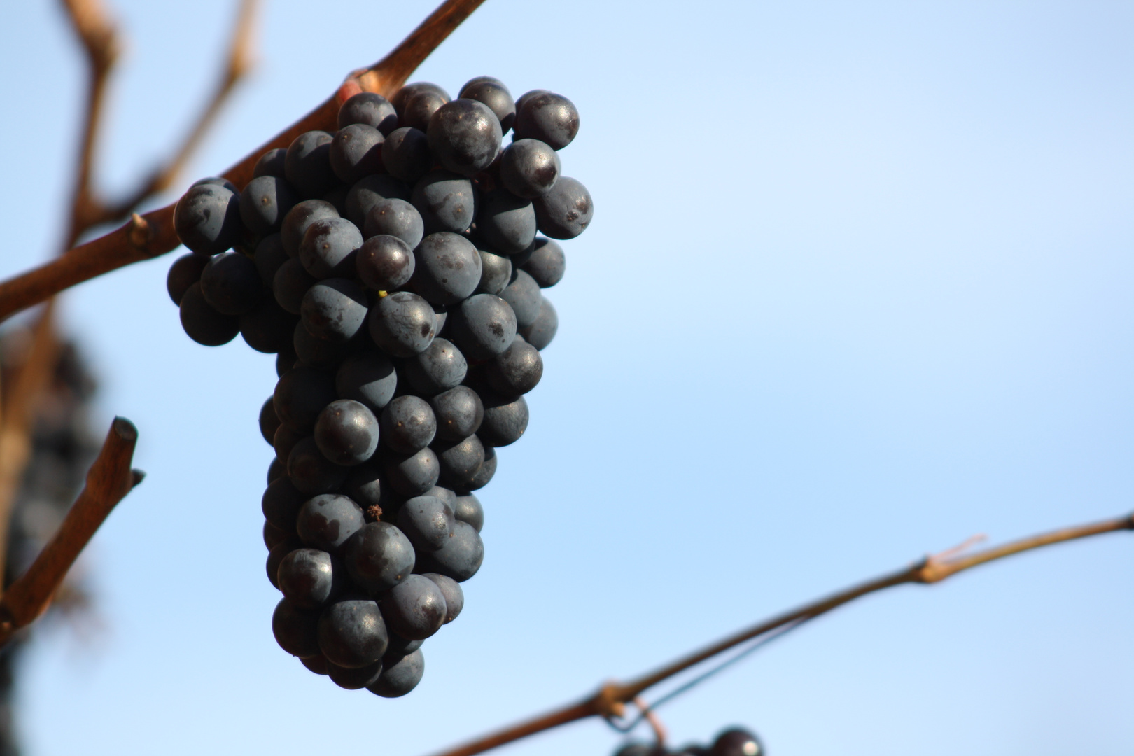 Wein Cabernet Sauvignon