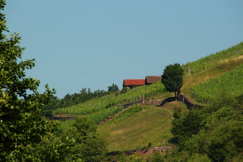 Wein-Franken