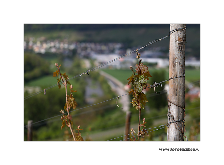 Wein Frühling #1