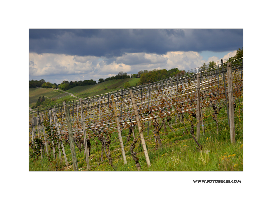 Wein Frühling #2