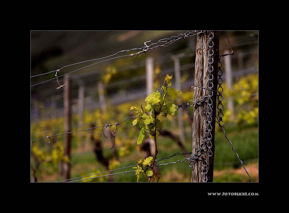 Wein Frühling #3