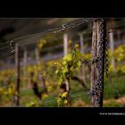 Wein Frühling #3