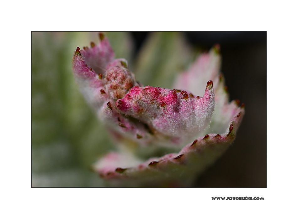 Wein Frühling #4