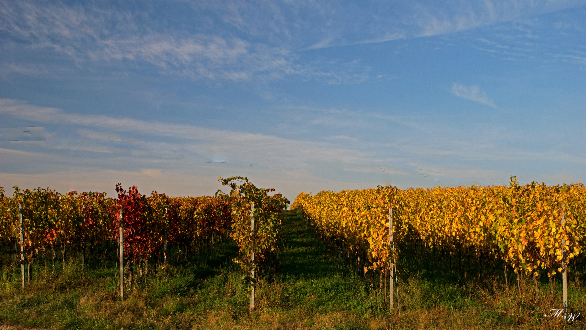 Wein Herbst