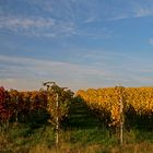 Wein Herbst