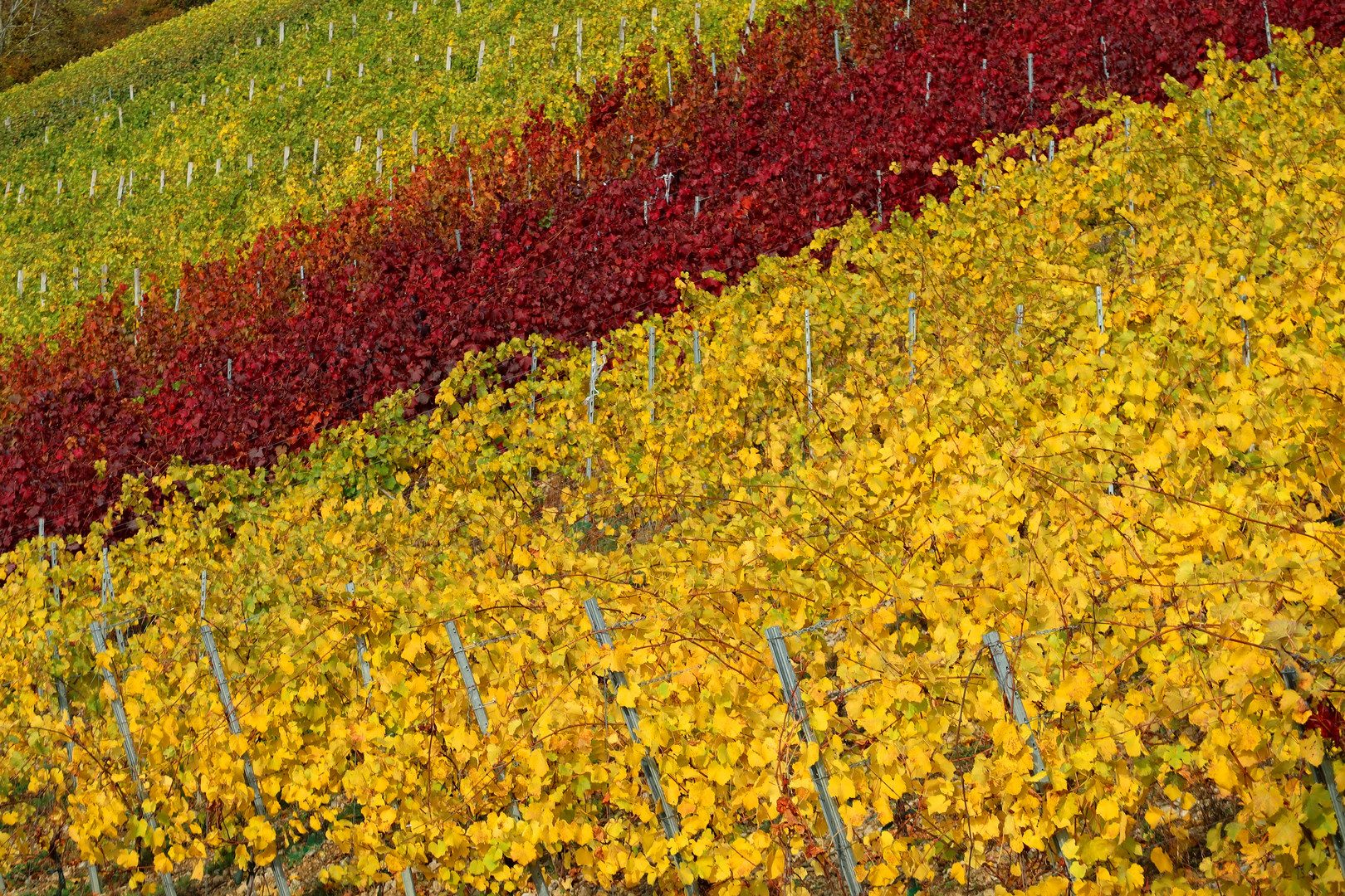 Wein-Herbst-Laub