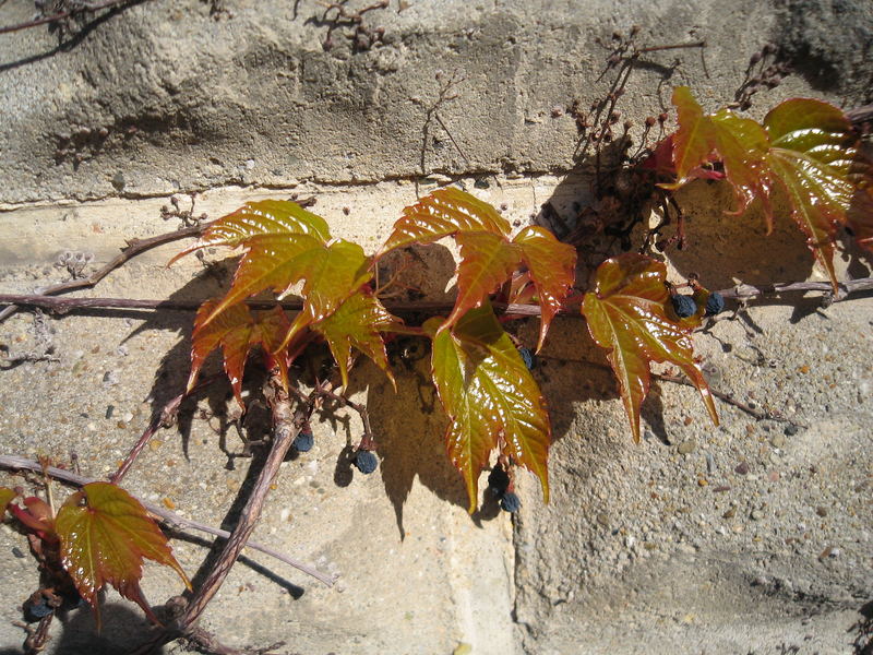 Wein im April