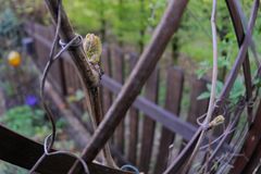 Wein im Frühling