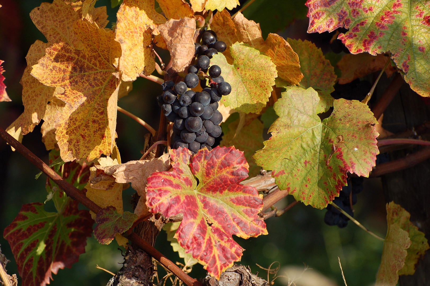 Wein im Herbst