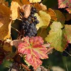 Wein im Herbst