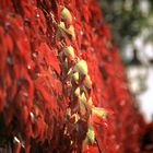 Wein im Herbst, ein Ast errötet verpätet