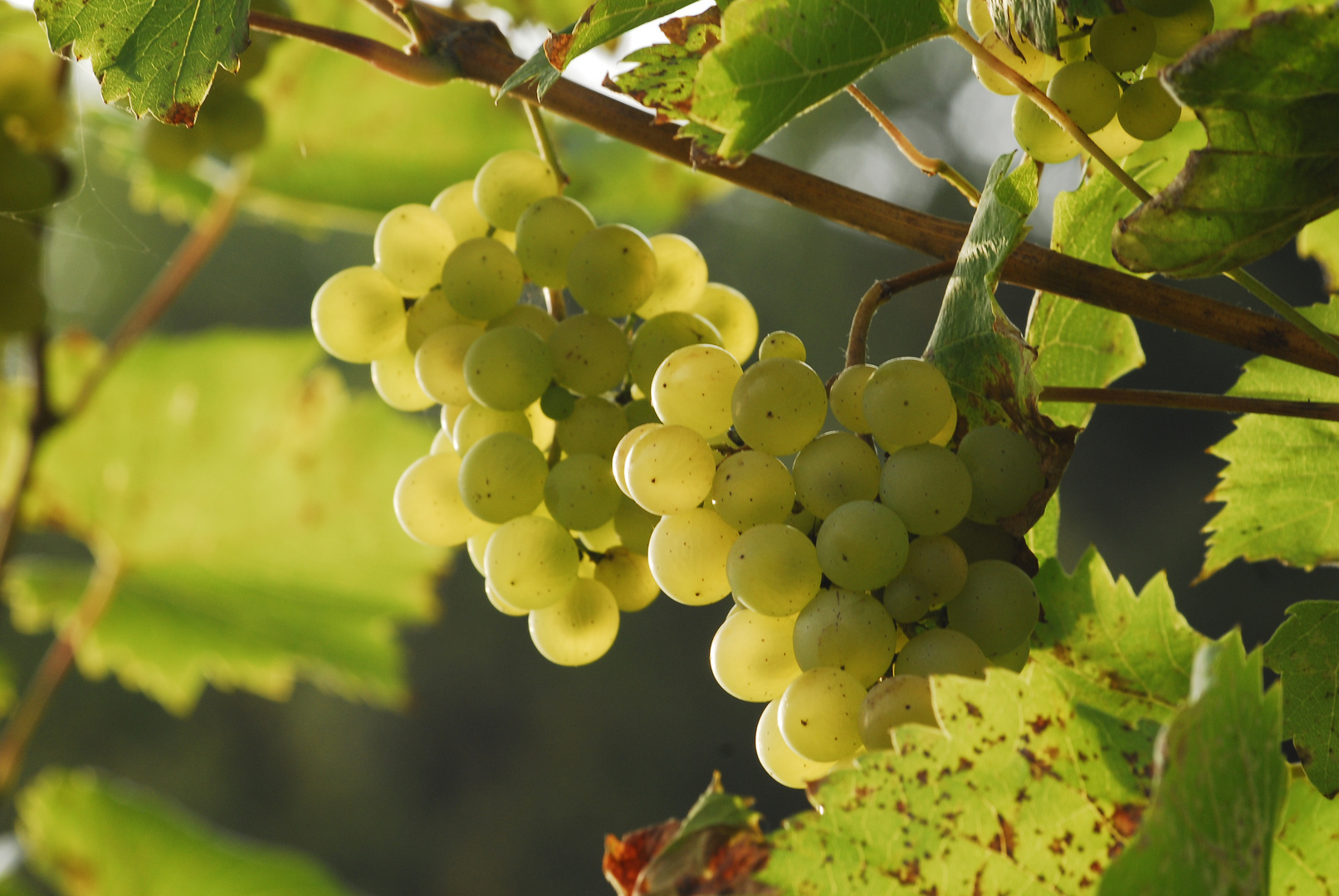 Wein im Klostergarten