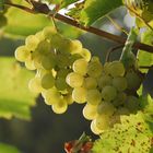 Wein im Klostergarten