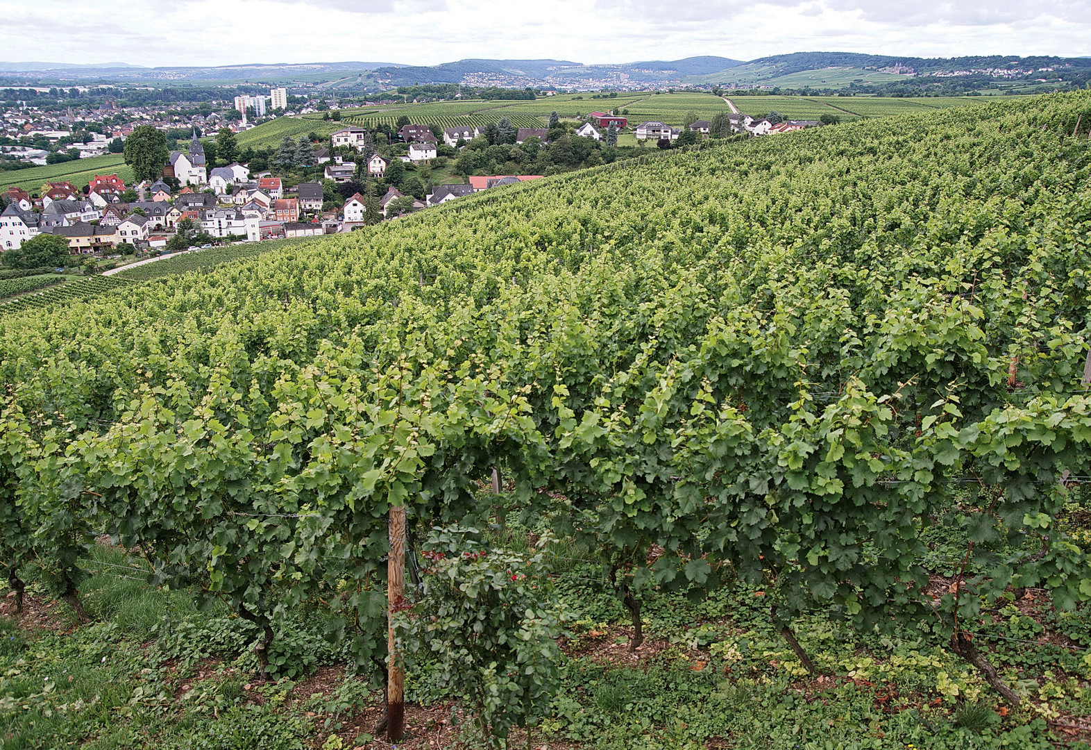 Wein im Rheingau, so weit das Auge reicht