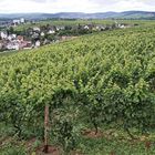 Wein im Rheingau, so weit das Auge reicht