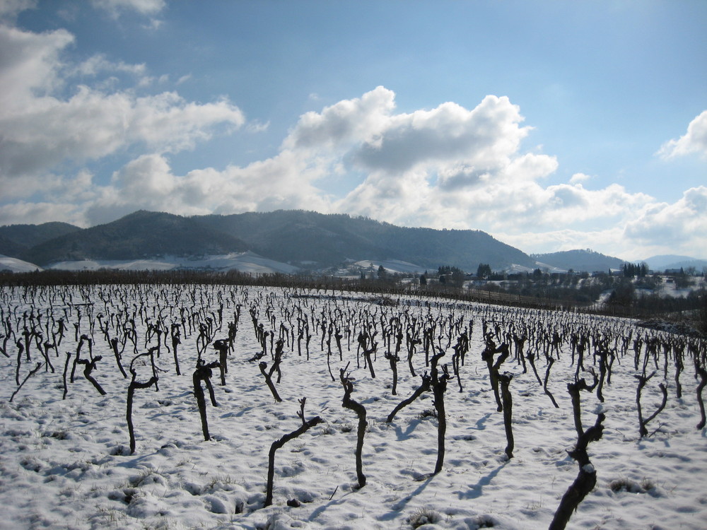 Wein im Schnee