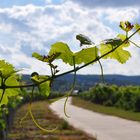 Wein im Sonnenschein