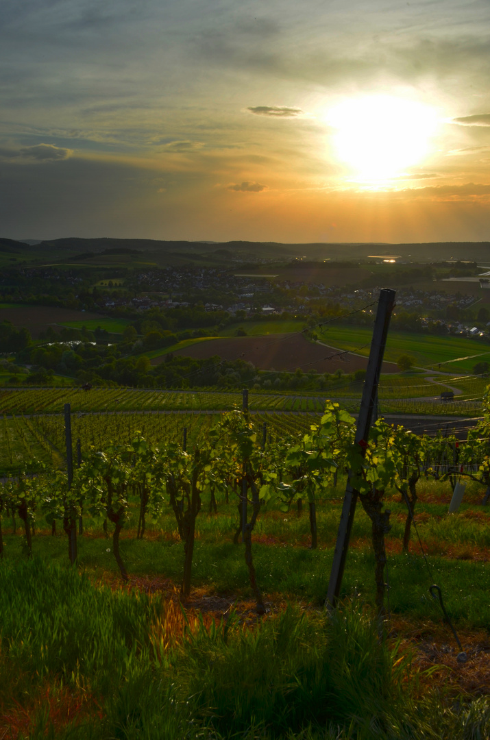 Wein im Sonnenschein