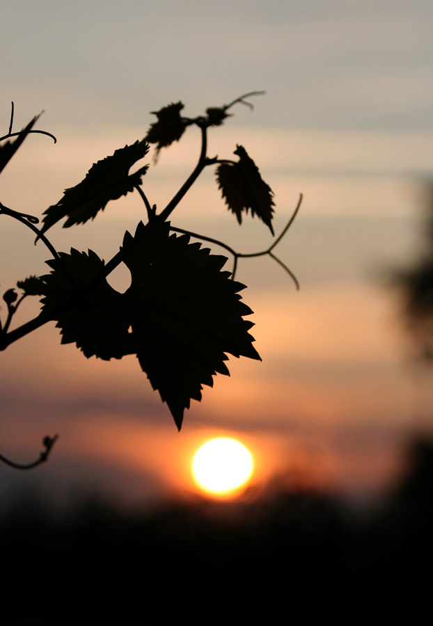 Wein im Sonnenuntergang