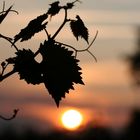 Wein im Sonnenuntergang