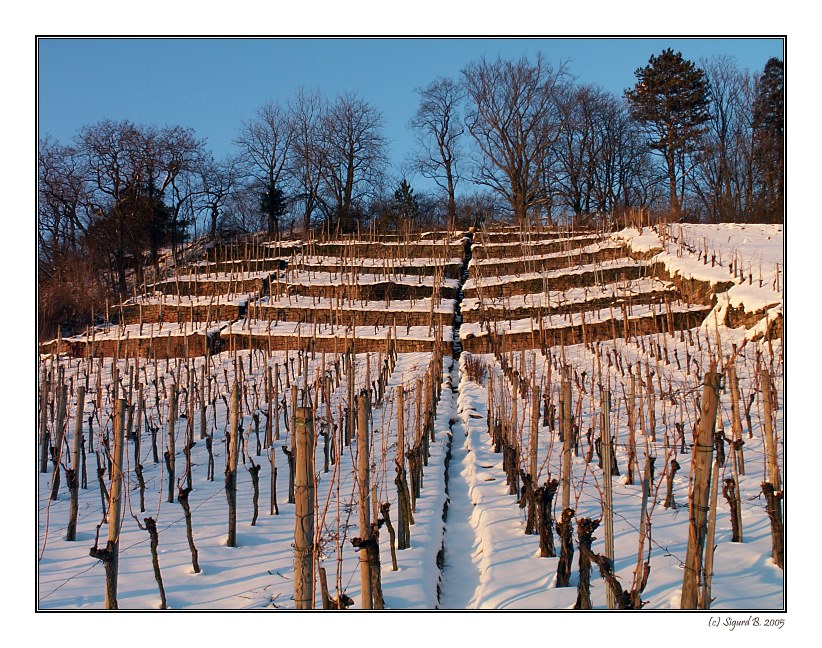 Wein im Winterschlaf/ vineyard in hibernation