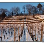 Wein im Winterschlaf/ vineyard in hibernation