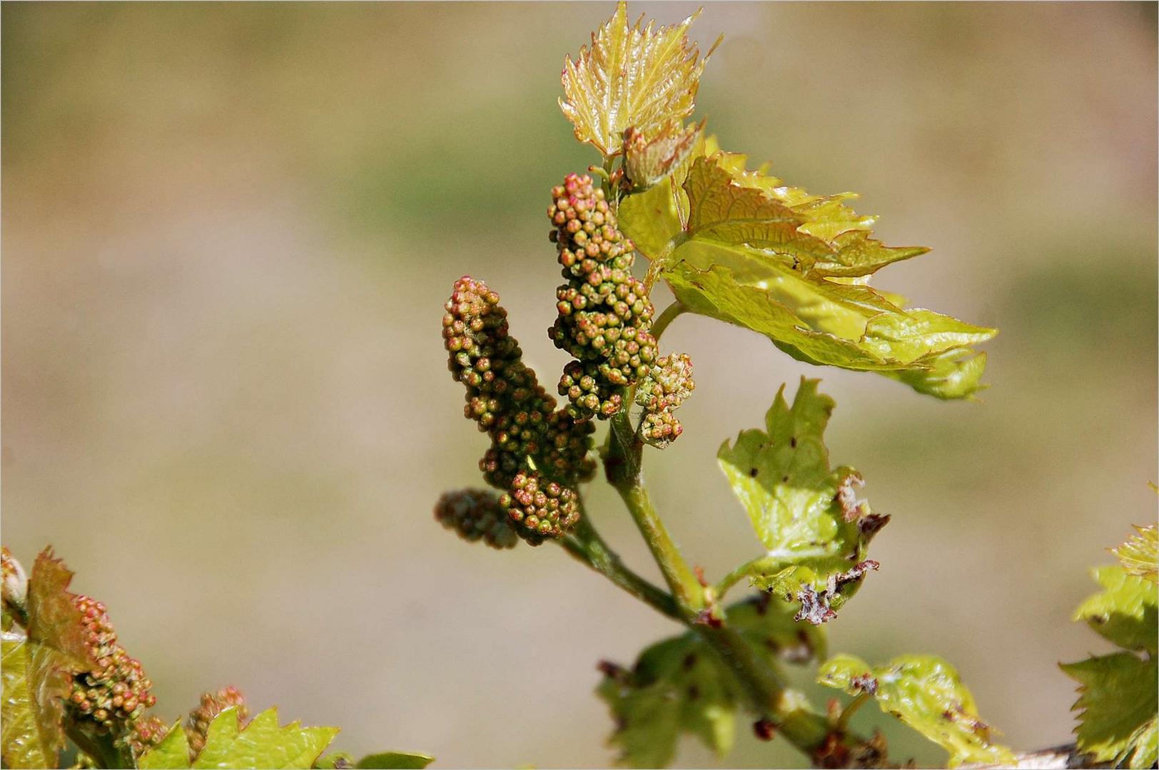 Wein in Brandenburch -