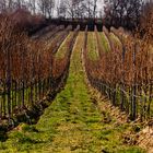 Wein in der Großstadt