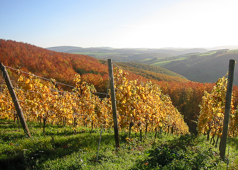 Wein in der Pfalz