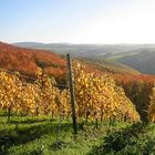 Wein in der Pfalz