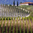 Wein in der Toskana