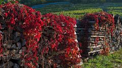 Wein in Grün und Rot